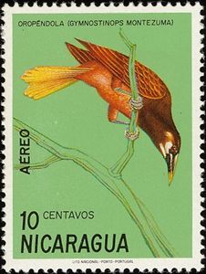 Montezuma Oropendola (Gymnostinops montezuma)